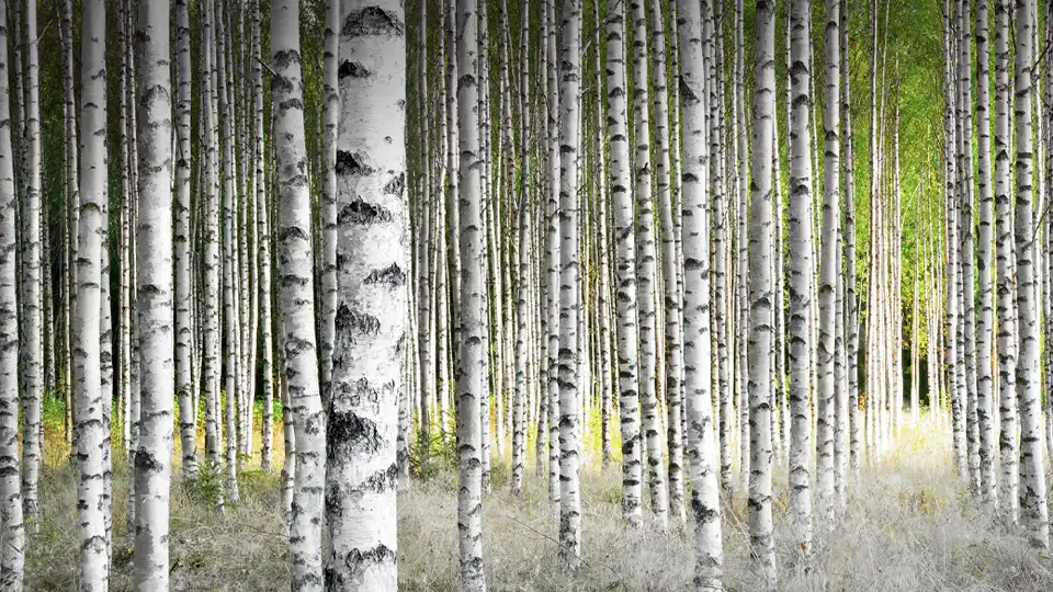 Björkskog
